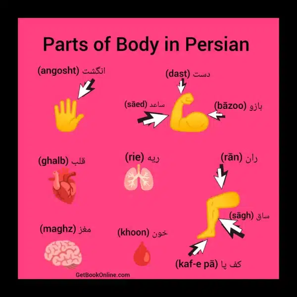 Body Parts in Farsi