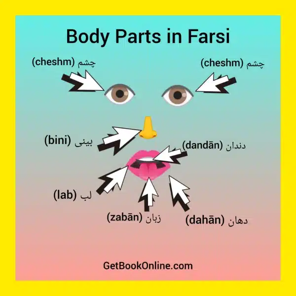 Body Parts in Farsi